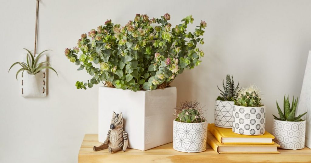 Six Plants for Gifting Your Loved Ones