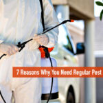 Why Consider Pest Control Solutions?