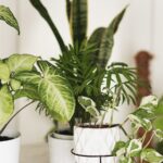 Indoor Plants for Your Home