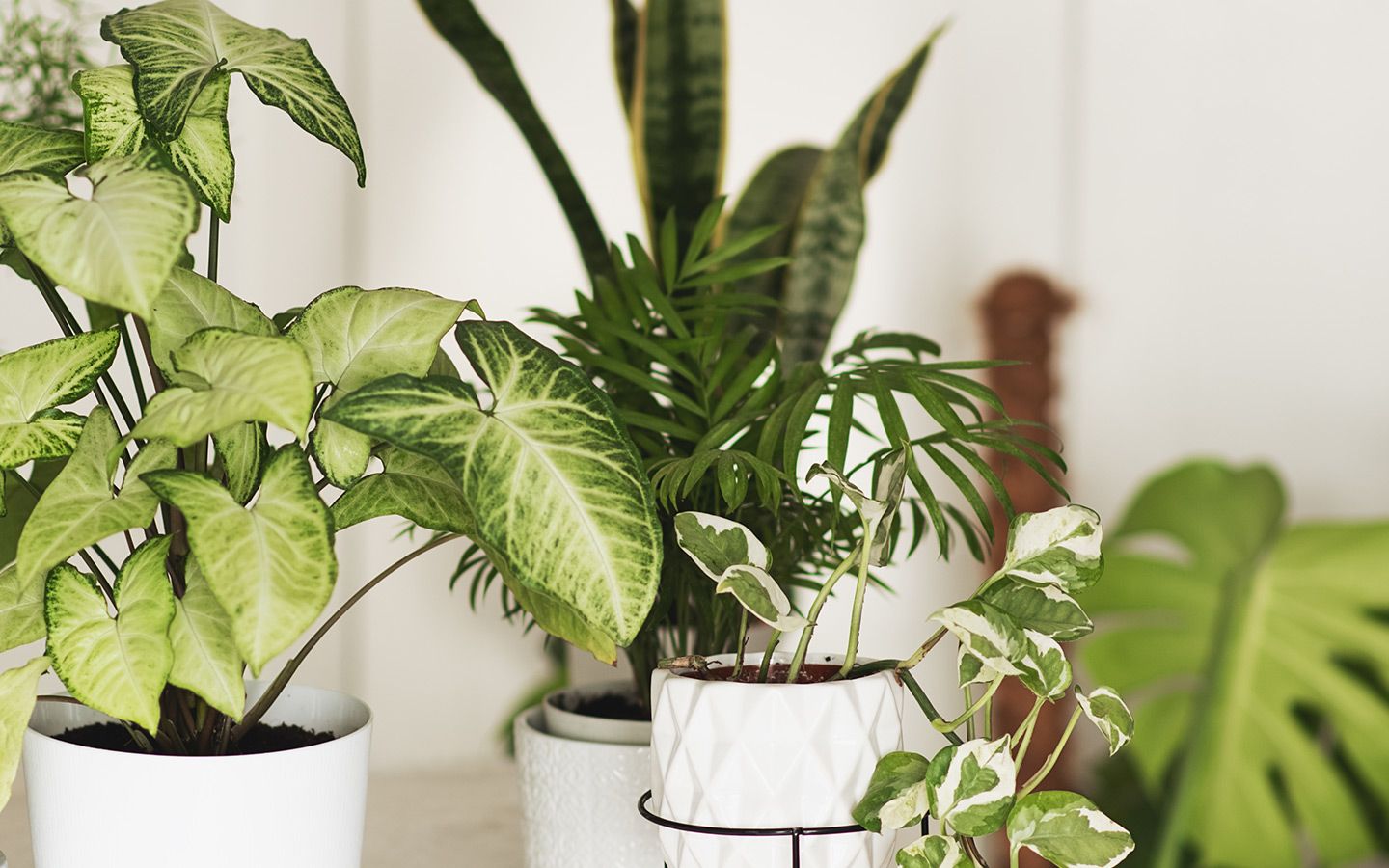 Things to Know When Shopping for Indoor Plants for Your Home