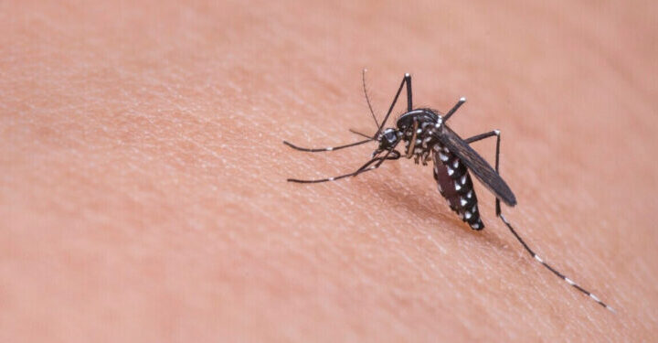 Brentwood Guides – How Can I Decrease The Number of Mosquitoes In My Home?