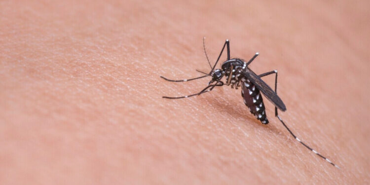 Brentwood Guides – How Can I Decrease The Number of Mosquitoes In My Home?